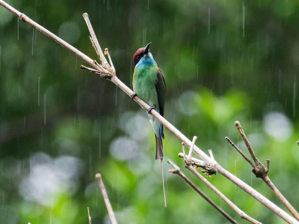 Sumatra Expedition Lodge Букит-Лаванг Экстерьер фото