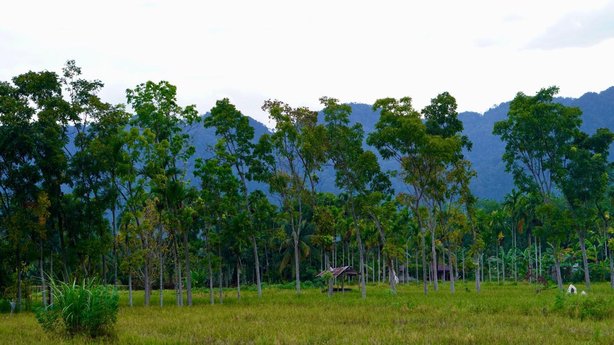 Sumatra Expedition Lodge Букит-Лаванг Экстерьер фото