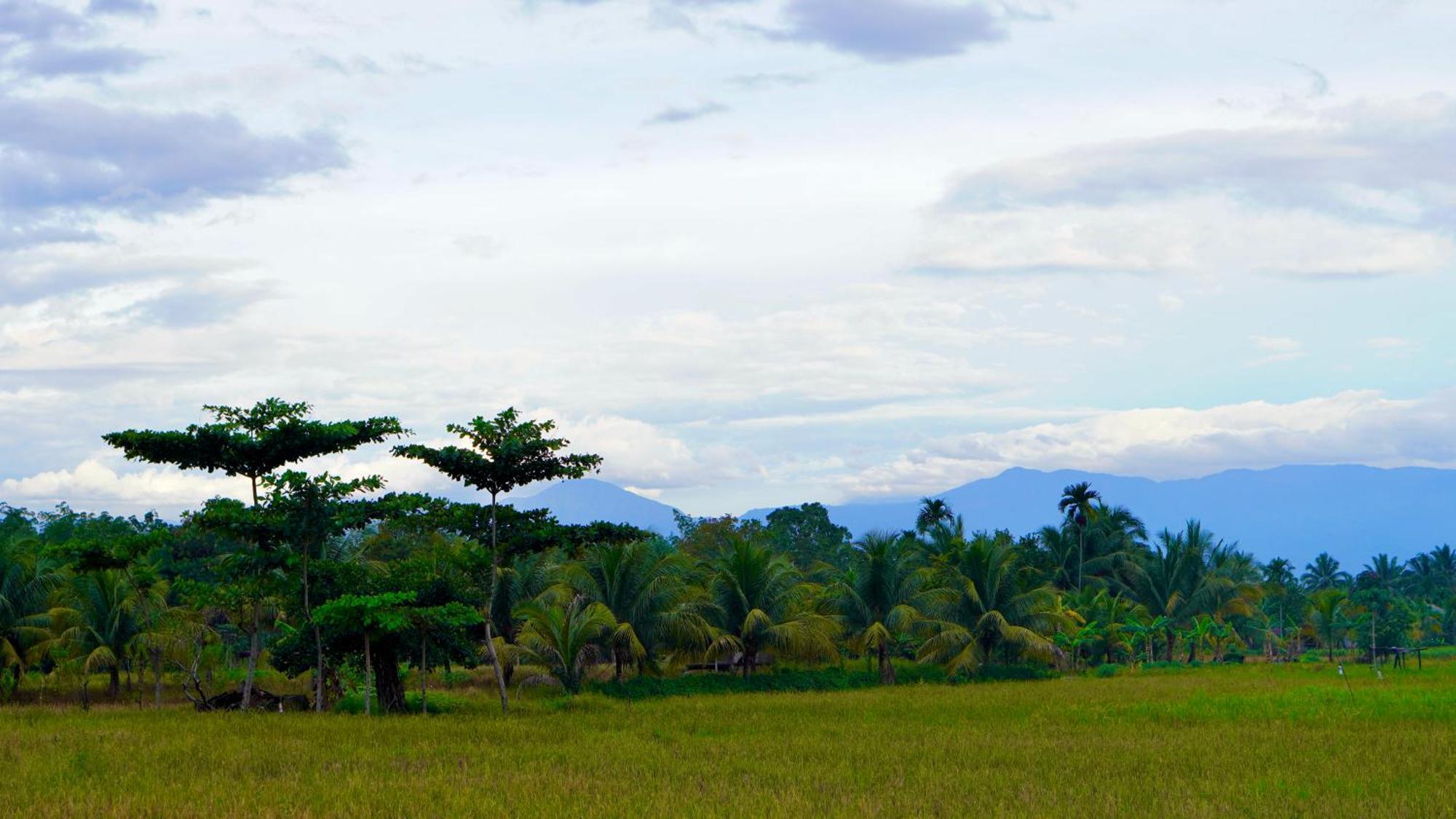 Sumatra Expedition Lodge Букит-Лаванг Экстерьер фото